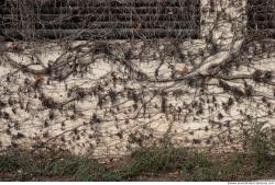 Photo Textures of Wall Overgrown